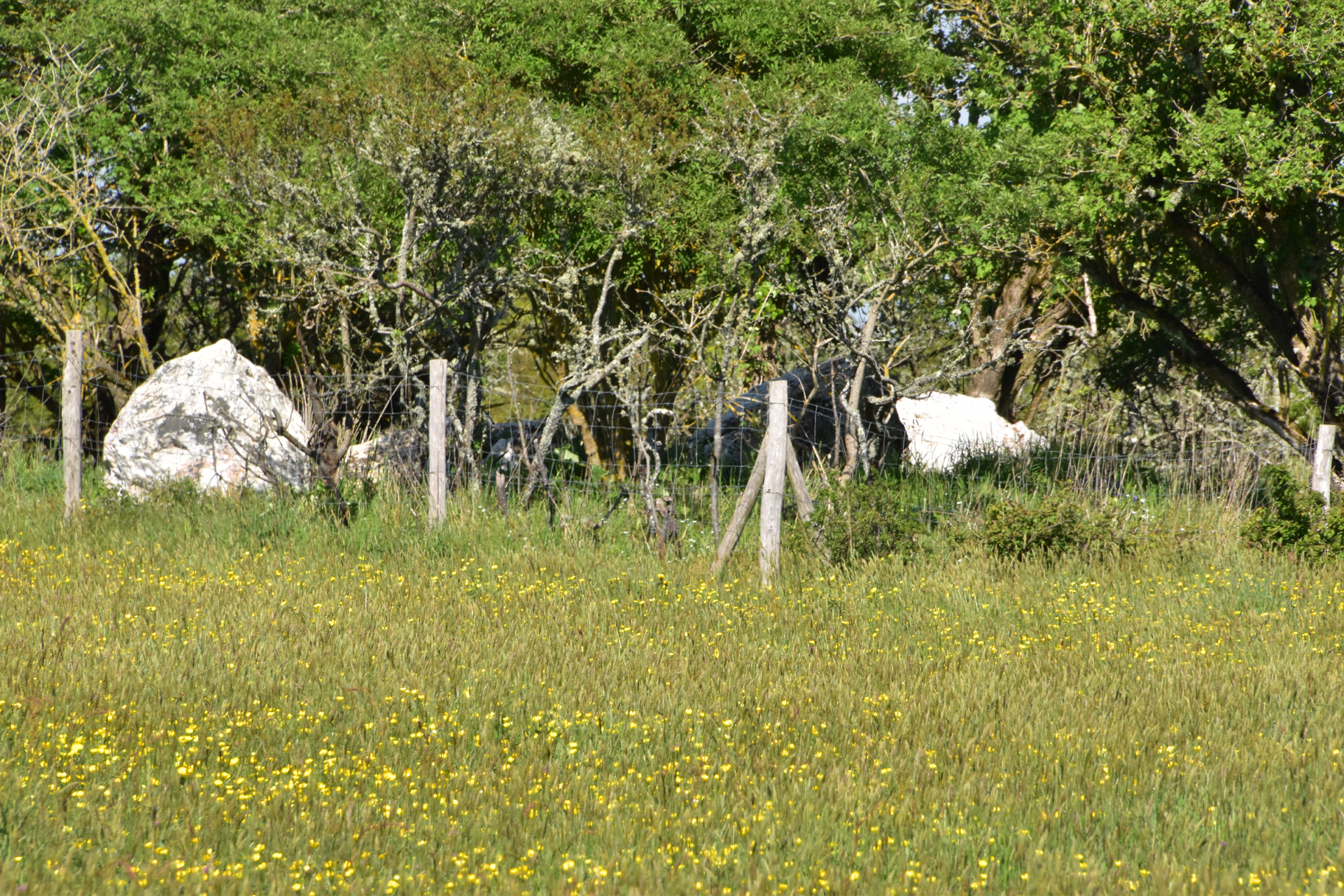 Le dolmen de Bécudo